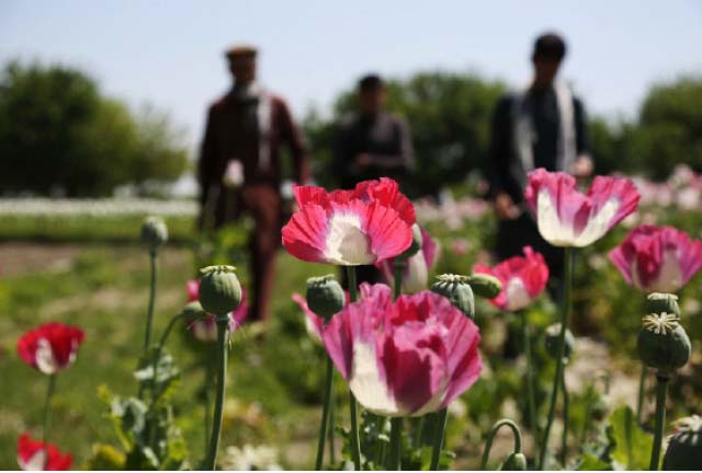 Survey Shows Decrease  in Afghanistan Opium Poppy  Cultivation
